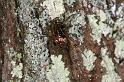 Parasteatoda_decorata_D4066_Z_87_Coochi island_Australie